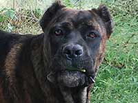 cane corso rustico femmina